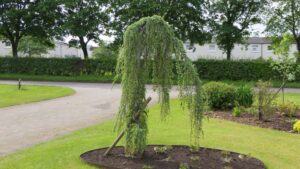 Cedrus libaniii pendula