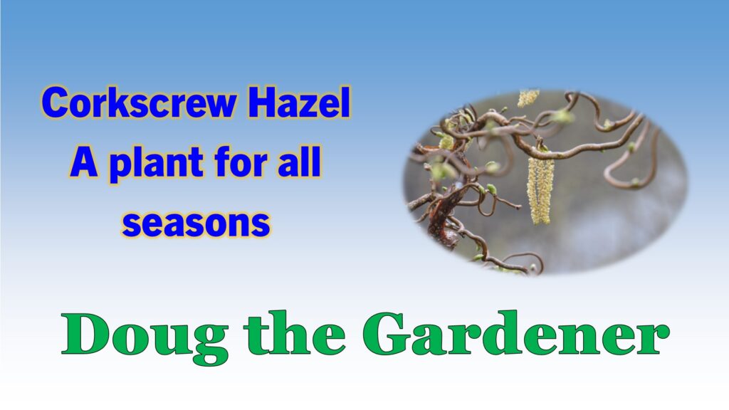 Corkscrew hazel Corkscrew hazel