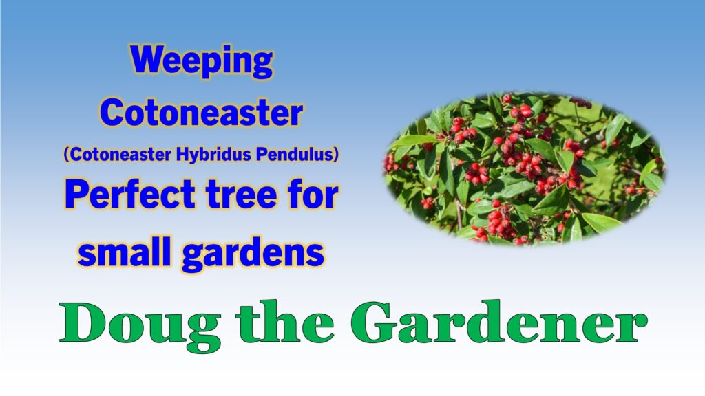 Cotoneaster Hyb pend Cotoneaster Hyb pend