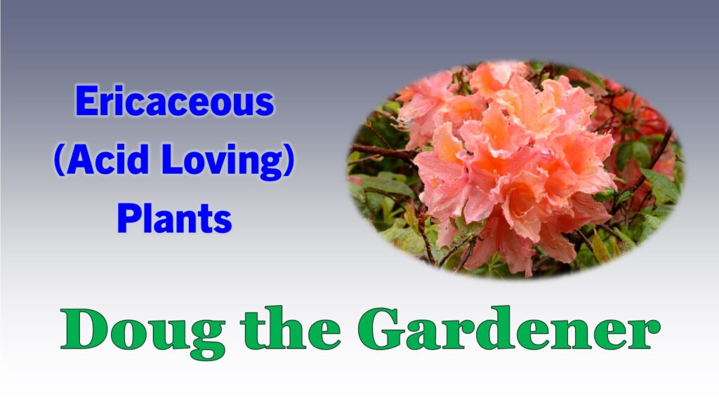 Ericaceous Plants Ericaceous Plants