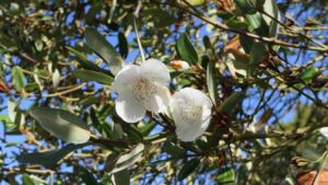 Eucryphia Lucida
