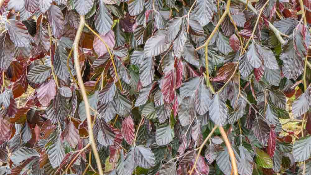 Fagus sylvatica Black Swan