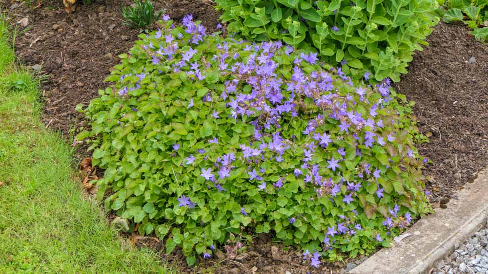 Herbaceous burn out 1 Herbaceous burn out 1