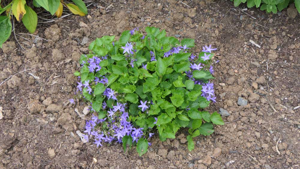 Herbaceous burn out 2 Campanula poscharskyana