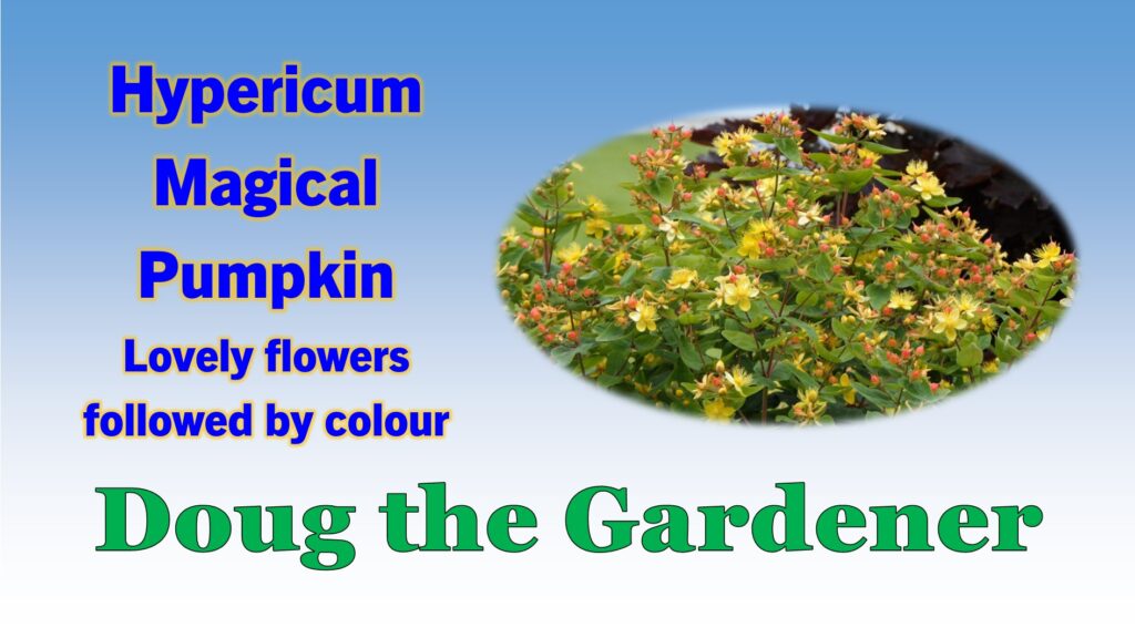 Hypericum mag pump Hypericum mag pump