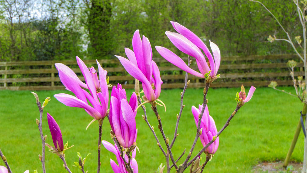 Magnolia Susan