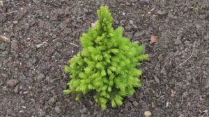 Picea glauca Rainbows End