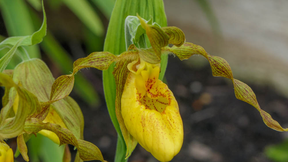 Cypripedium parviflorum