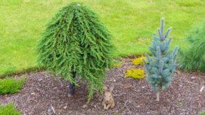 Juniperus communis Greenmantle