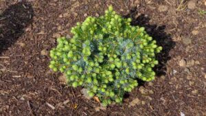 Picea sitchensis Papoose