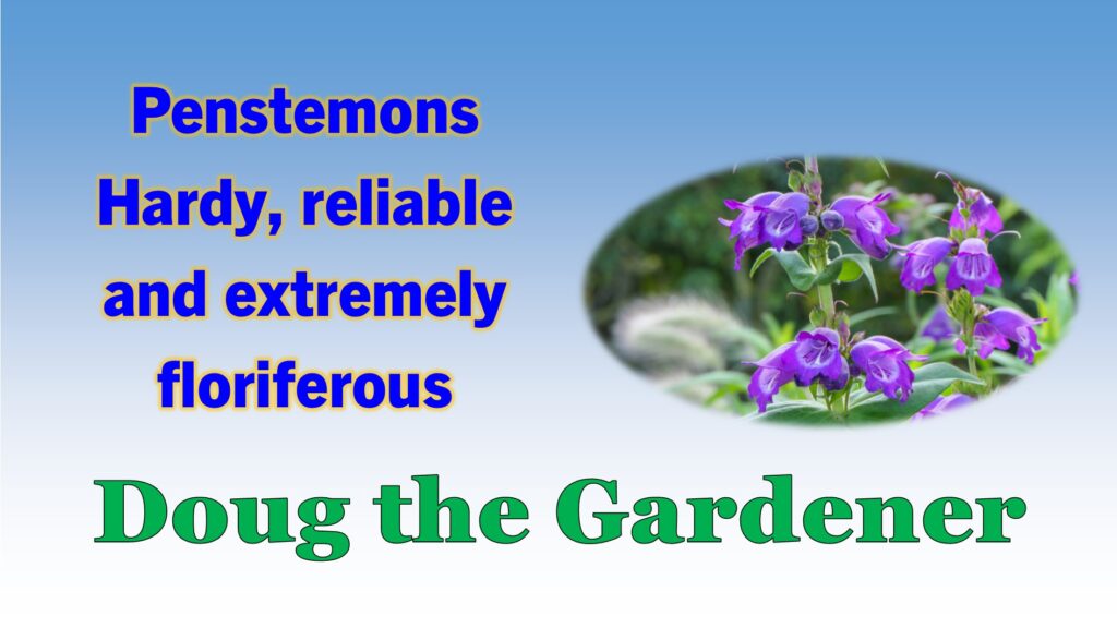 Penstemons
