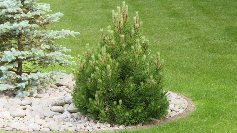 Pinus heldreichii Compact Gem