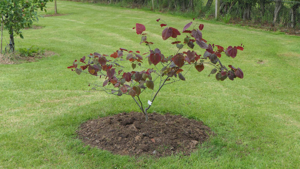 Planting in wet areas 1 Planting in wet areas 1