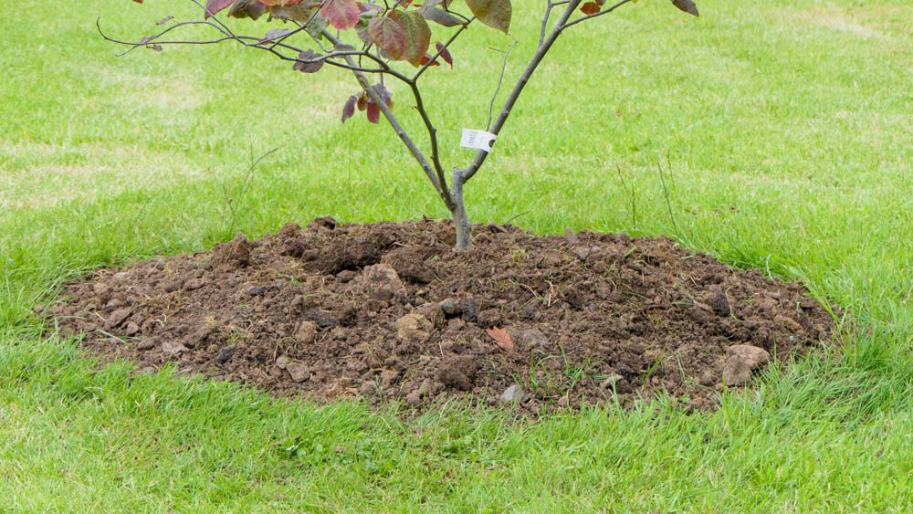 Planting in wet areas 2 Planting in wet areas 2