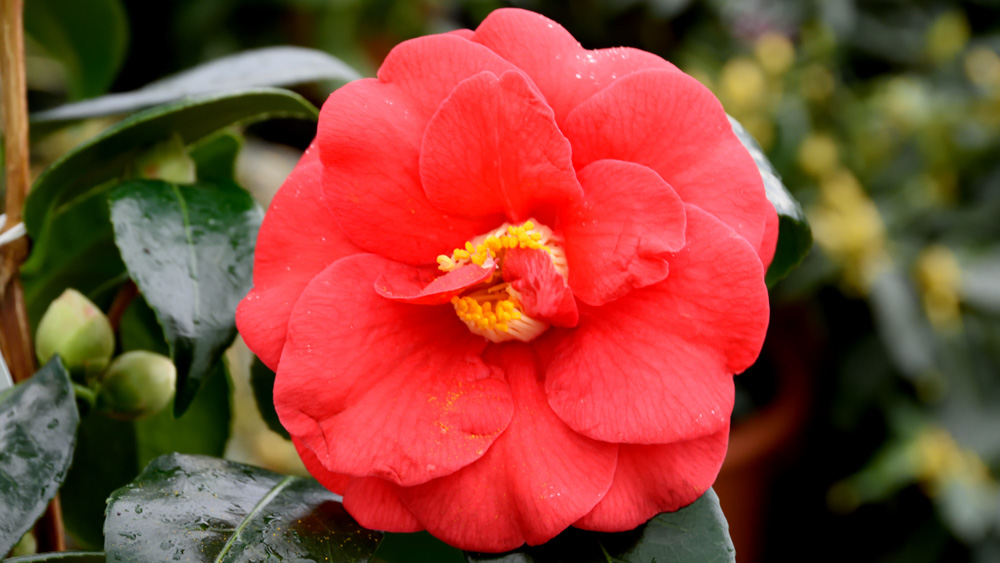 Camellia Adolpe Audusson Camellia Adolpe Audusson