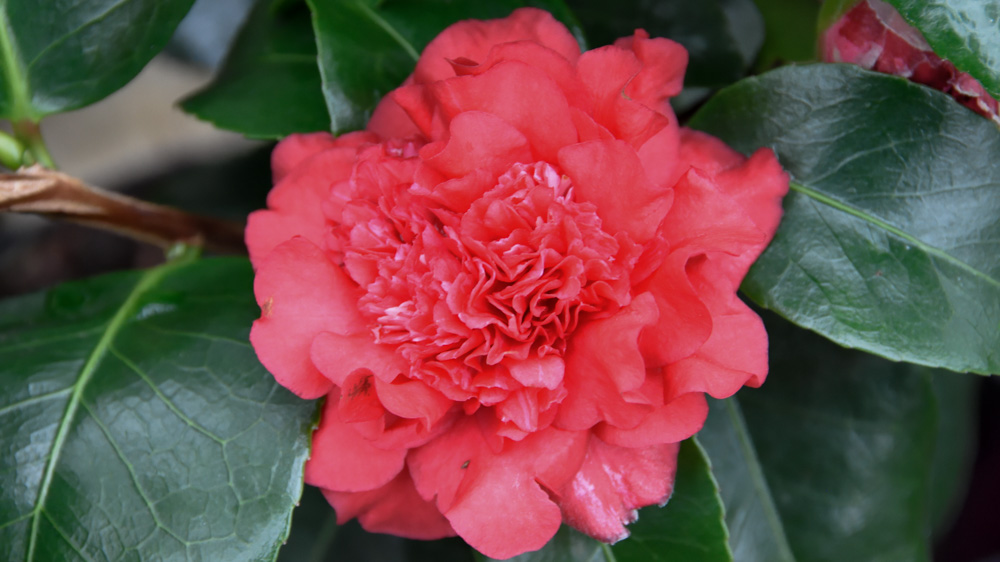 Camellia Ruby Wedding Camellia Ruby Wedding
