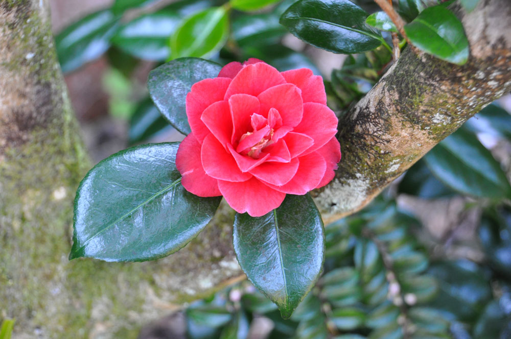 Camellia jap macrocarpa Camellia japonica macrocarpa