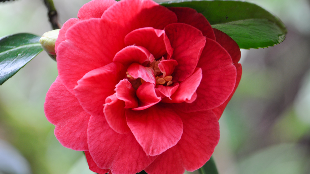 Camellia macrocarpa (2) Camellia macrocarpa