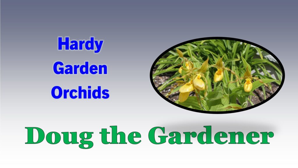 Hardy Garden Orchids Hardy Garden Orchids