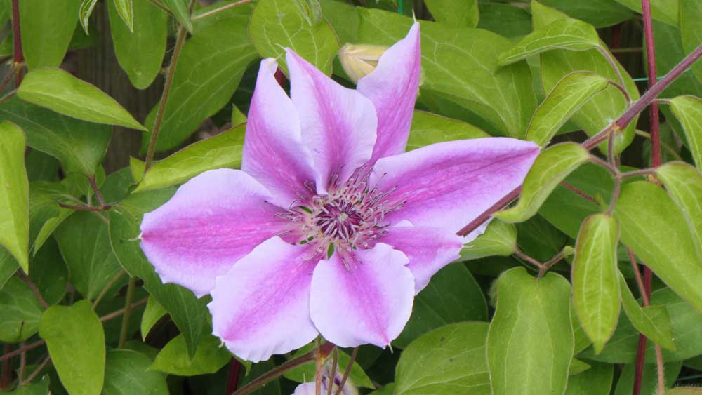 Clematis Nelly Moser