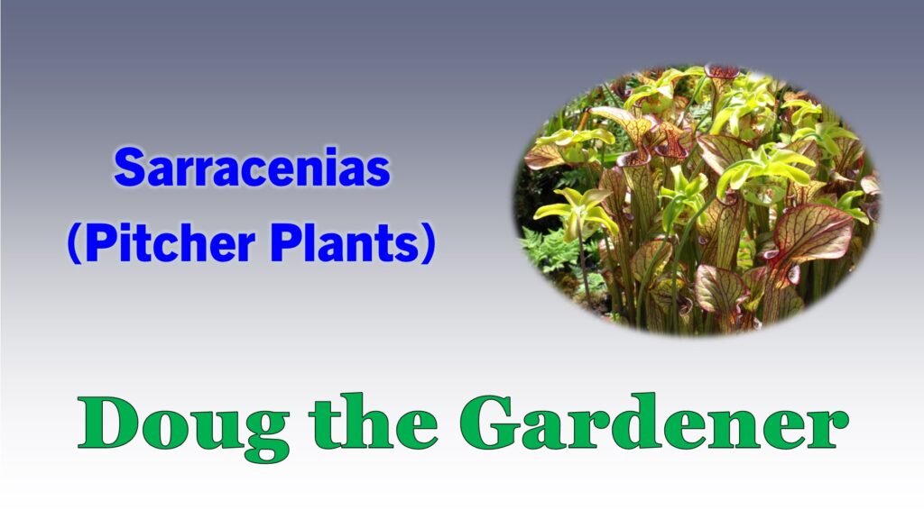 Sarracenias 2023 Sarracenias 2023