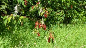 Acer pectinatum taronense