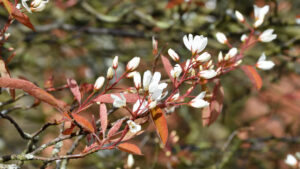 Amelanchier canadensis