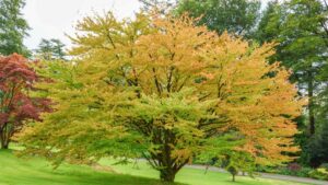 Cercidiphyllum japonicum