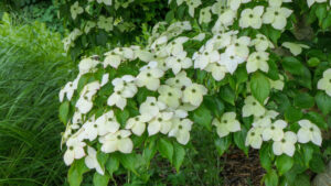 Cornus kousa chinensis Wisley Queen