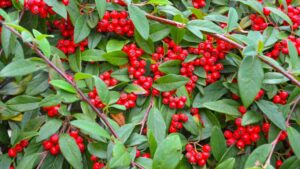 Cotoneaster Hybridus Pendula