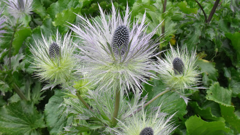 Eryngium zabelii Donard Variety Eryngium-zabelii-Donard-Variety