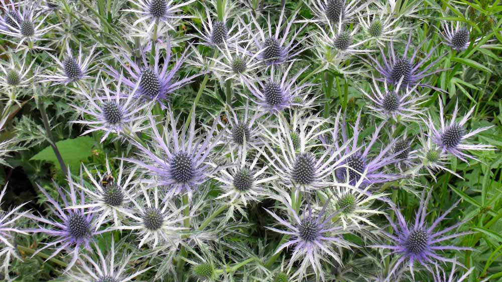 Eryngium zabelii Forncett Ultra Eryngium-zabelii-Forncett-Ultra