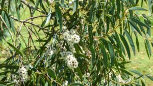 Eucalyptus coccifera