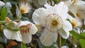 Eucryphia x nymanensis Nymnsay