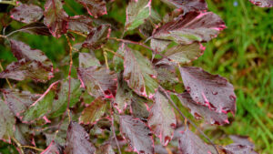 Fagus sylv Purpurea Tricolo