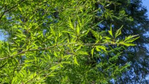 Fagus sylvatica asplenifolia