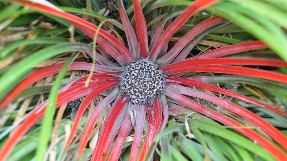 Fascicularia-bicolor-subsp-canaliculata