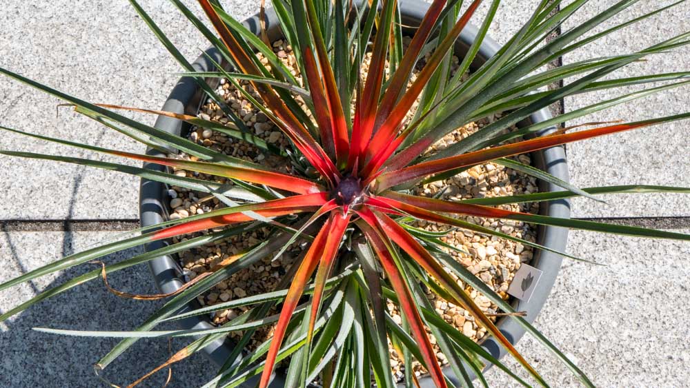 Fascicularia bicolour 1 Fascicularia bicolour