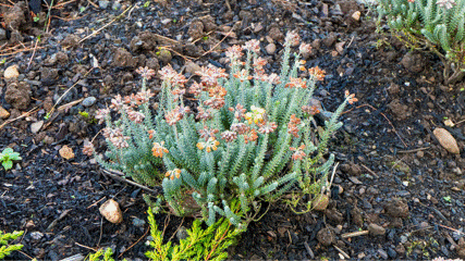 Heather pruning