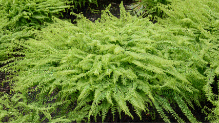 Herbaceous gif 2026