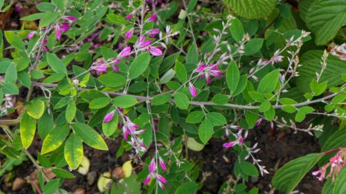 Lespedeza thunbergii