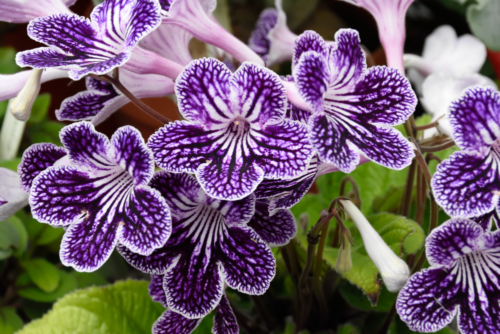 Streptocarpus Polka Dot Purple