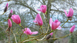 Magnolia sargentiana ROBUSTA