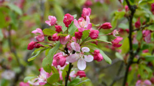 Malus floribunda