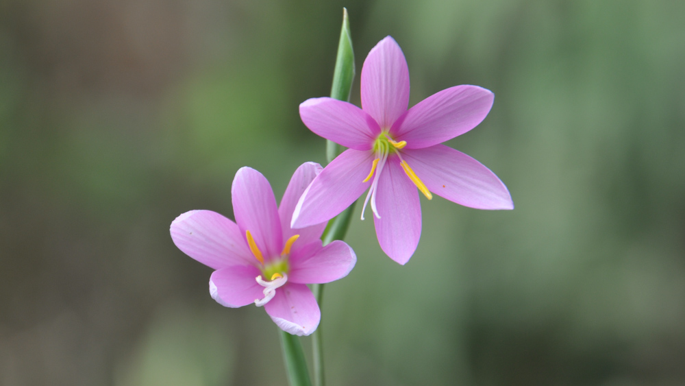 Nerine sarniensis