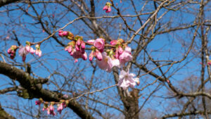 Prunus Accolade