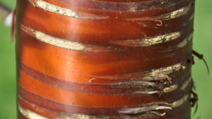 Prunus serrula bark
