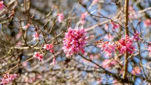 Prunus x incam Okame