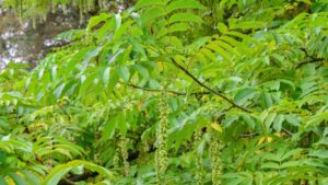 Ptercarya x rehderiana