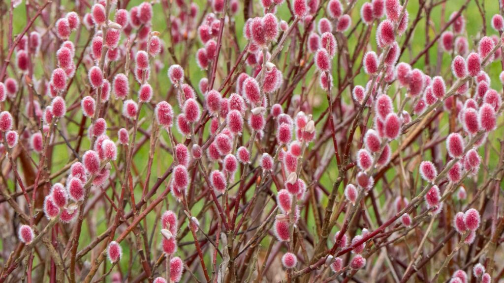 Salix Mount Aso